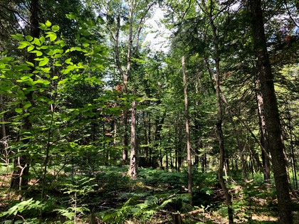 Adirondack land for sale in forestport, ny