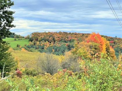 Catskills NY land for sale