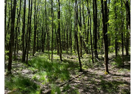 Upstate NY Land for sale 