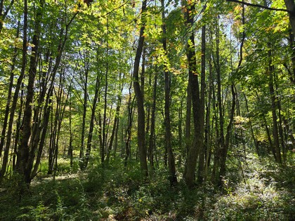 Adirondack NY land for sale