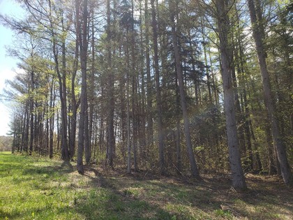 NY lakefront land for sale in Marathon NY