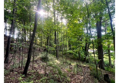 Southern Tier NY land for sale 