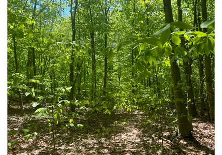 Adirondack land for sale