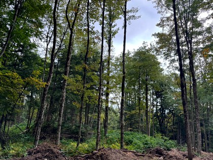 NY hunting land for sale
