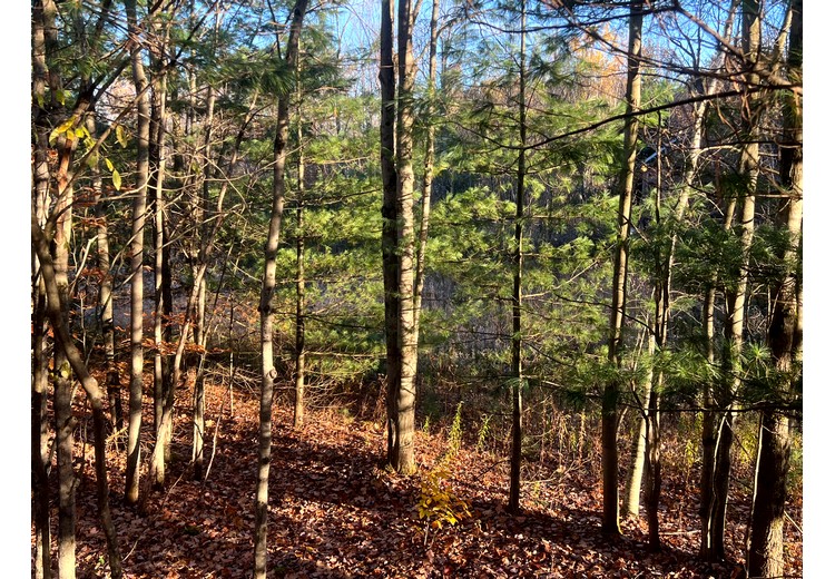 NY cabins for sale