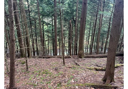 NY hunting land for sale