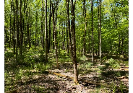 Upstate NY Land for sale 