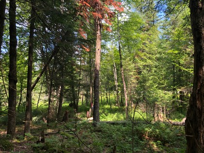 Adirondack land for sale Forestport, NY