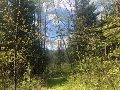 NY land for sale - Western Adirondack area