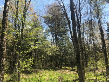 Western Adirondack land for sale NY