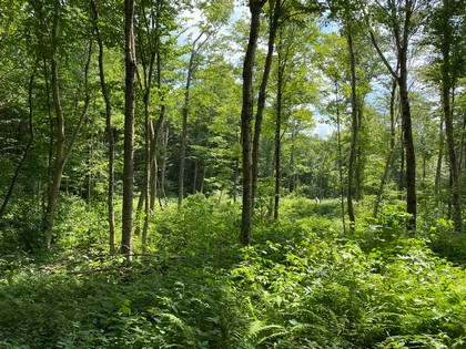 NY hunting land for sale in Redfield NY