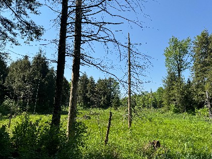 NY hunting land for sale