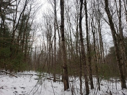 NY hunting and fishing land for sale Albion NY