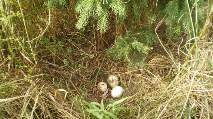 turkey nest is a rare find in ny state
