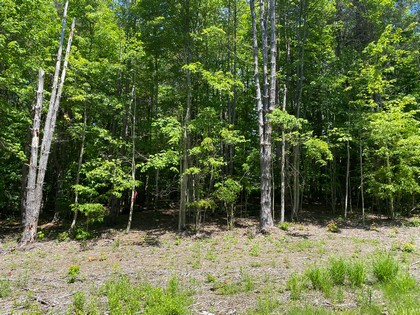 NY hunting land for sale in Southern Tier NY