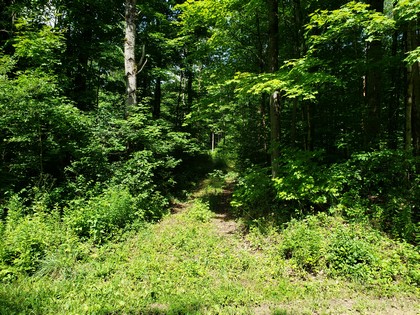 NY hunting land for sale in Redfield NY