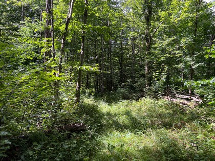 NY hunting land for sale, land and hunting camps, ny properties, christmas associates