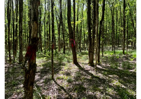 Upstate NY Land for sale 