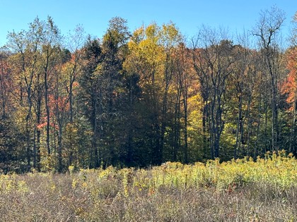 NY Southern Tier land for sale