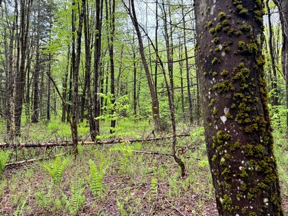 NY land for sale Tug Hill