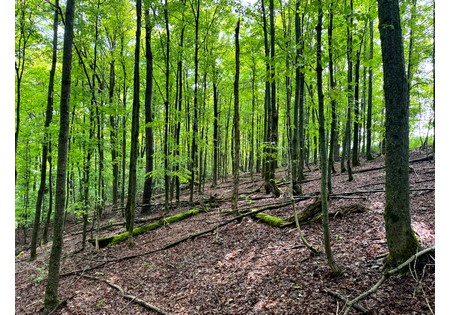 Land for sale Finger Lake area NY