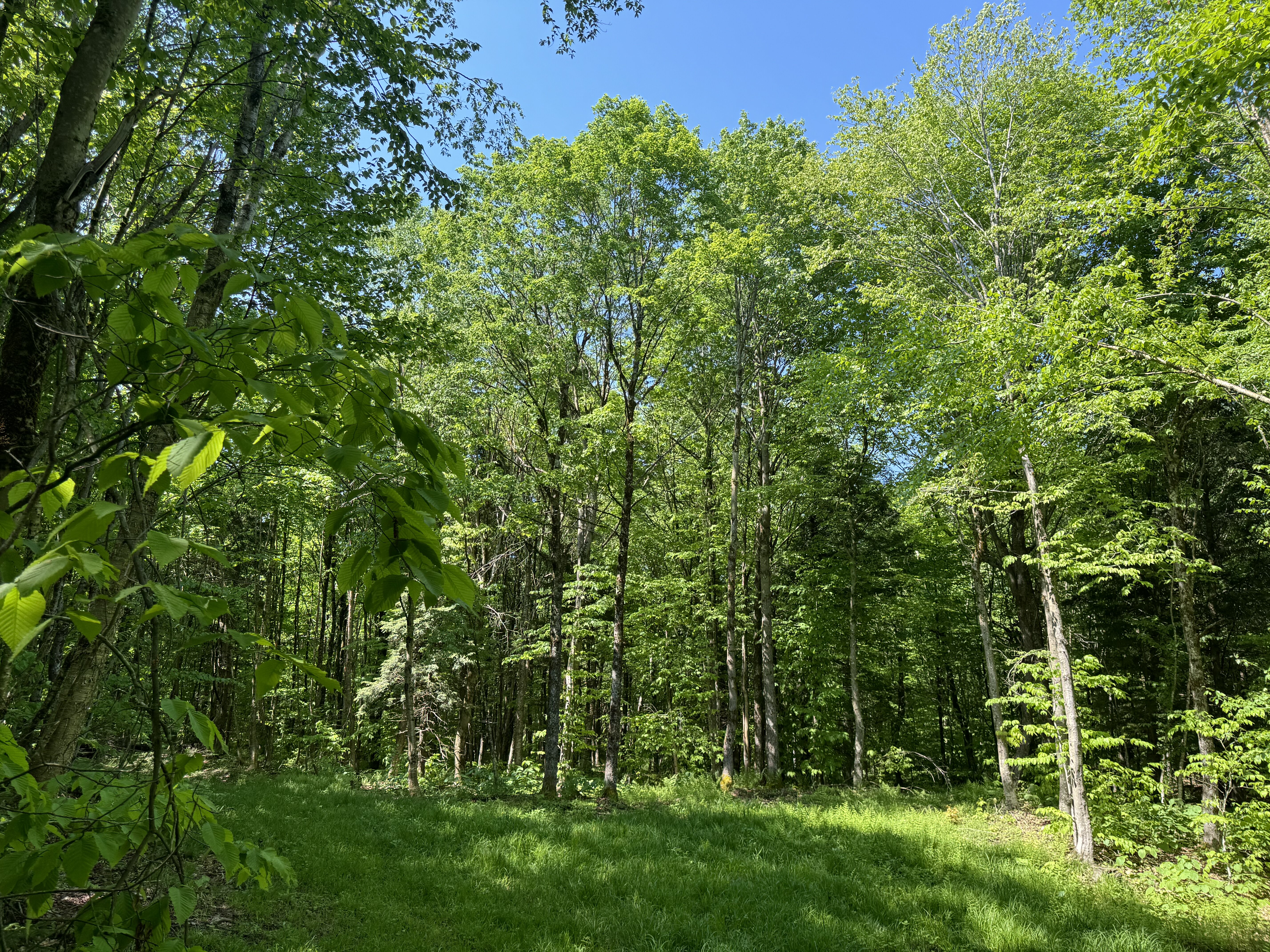 NY hunting land for sale
