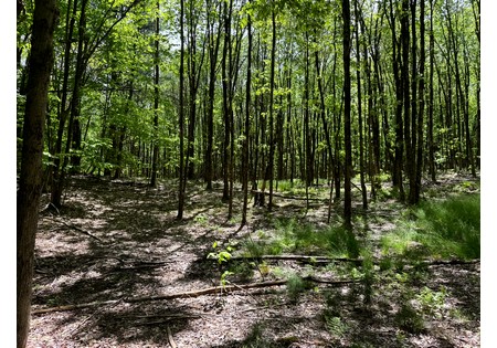 Upstate NY Land for sale 