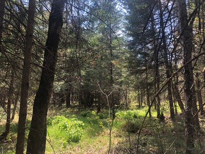 NY land for sale - Western Adirondack area