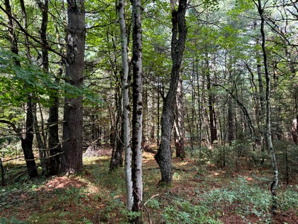 NY Adirondack land for sale