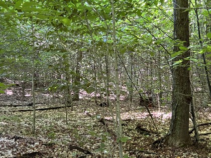 NY snowmobiling land for sale, land and snowmobile camps, ny properties, christmas associates