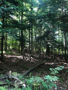 Land for sale Southern Tier NY hunting land