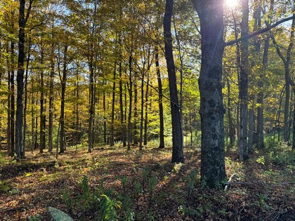 NY Southern Tier hunting land for sale
