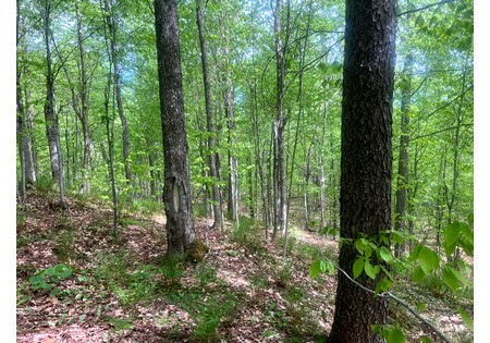 Land for sale NY