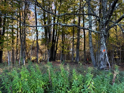 NY Southern Tier hunting land for sale