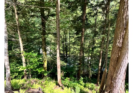NY hunting land for sale