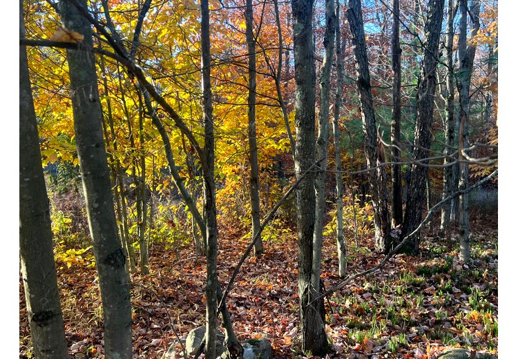 NY cabins for sale