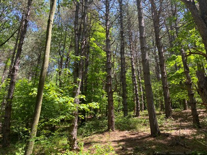 NY hunting land for sale in Southern Tier NY