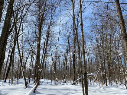 NY hunting and snowmobiling land for sale Orwell NY