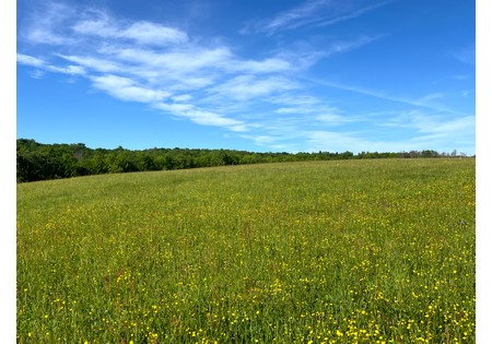 NY Southern Tier hunting land for sale