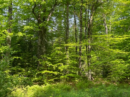 Adirondack land for sale