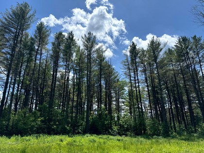 land for sale NY