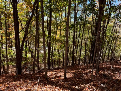 Southern Tier NY land for sale 