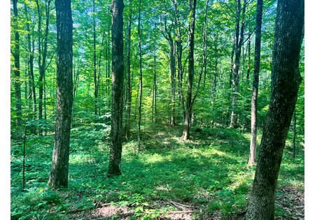 NY Salmon River area land sale