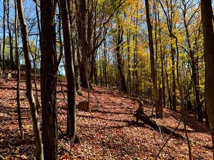 Southern Tier NY land for sale 