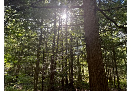 NY land for sale near Salmon River