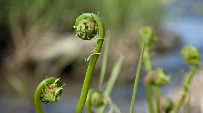 fiddleheads are the sure sign of spring in ny state land and camps