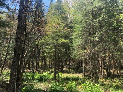 NY land for sale - Western Adirondack area