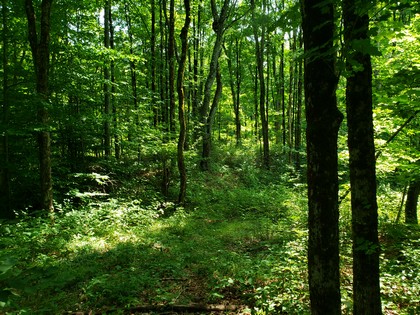 NY hunting land for sale in Redfield NY