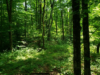 NY hunting land for sale in Redfield NY