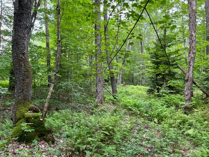 NY hunting land for sale, land and hunting camps, ny properties, christmas associates